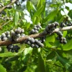 Wax Myrtle Southern (Myrica Cerifera) 200 seeds