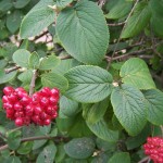 Wayfaring Tree (Viburnum Lantana) 10 seeds