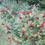 Wayfaring Tree (Viburnum Lantana) 10 seeds