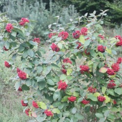 Wayfaring Tree (Viburnum Lantana) 10 seeds