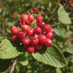 Wayfaring Tree (Viburnum Lantana) 5 seeds