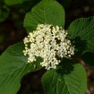 Wayfaring Tree (Viburnum Lantana) 10 seeds