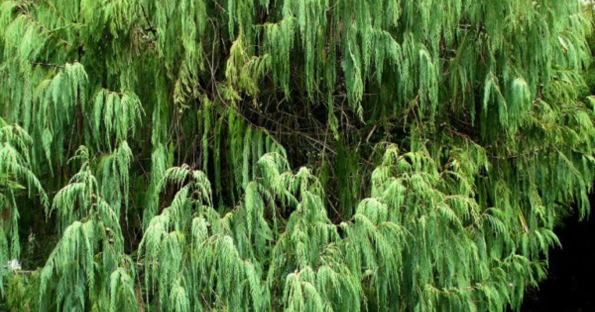 Cupressus cashmeriana Kashmir Cypress Fragrant Weeping Evergreen Tree Seeds
