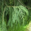 Weeping Kashmir Cypress (Cupressus Himalaica Cashmiriana) 10 seeds