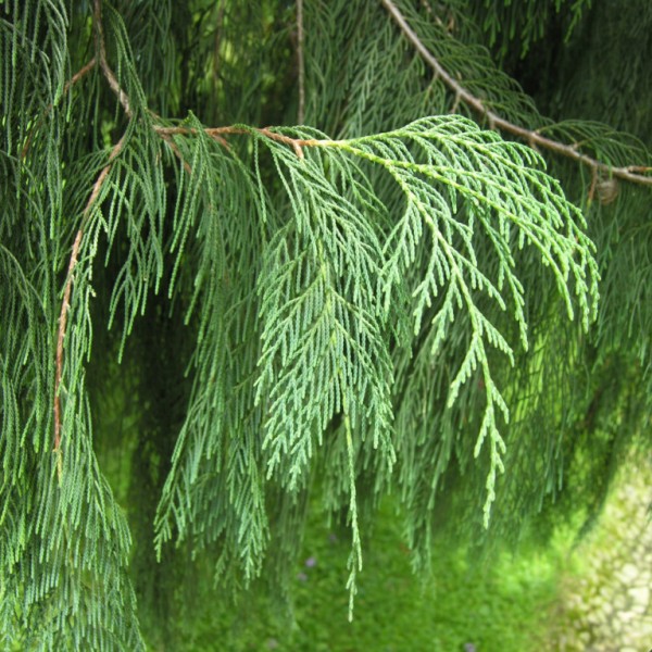 Cupressus cashmeriana Kashmir Cypress Fragrant Weeping Evergreen Tree Seeds