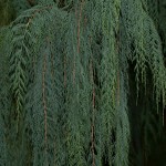 Weeping Kashmir Cypress (Cupressus Himalaica Cashmiriana) 5 seeds
