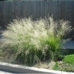 Weeping Lovegrass (Eragrostis Curvula) 200 seeds