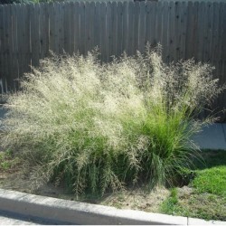 Weeping Lovegrass (Eragrostis Curvula) 50 seeds