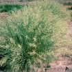 Weeping Lovegrass (Eragrostis Curvula) 50 seeds