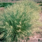 Weeping Lovegrass (Eragrostis Curvula) 400 seeds