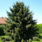 Weeping Spruce (Picea Breweriana) 5 seeds