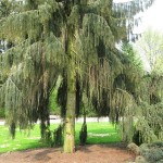 Weeping Spruce (Picea Breweriana) 5 seeds