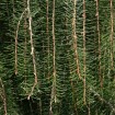 Weeping Spruce (Picea Breweriana) 5 seeds