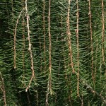 Weeping Spruce (Picea Breweriana) 5 seeds