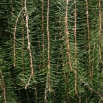 Weeping Spruce (Picea Breweriana) 10 seeds