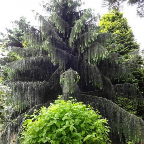 Weeping Spruce (Picea Breweriana) 10 seeds