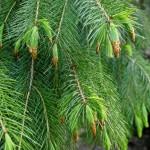 West Himalayan Spruce (Picea Morinda smithiana) 50 seeds