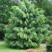 West Himalayan Spruce (Picea Morinda smithiana) 50 seeds