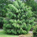 West Himalayan Spruce (Picea Morinda smithiana) 50 seeds
