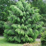 West Himalayan Spruce (Picea Morinda Smithiana) 15 seeds