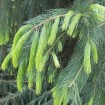 West Himalayan Spruce (Picea Morinda smithiana) 50 seeds