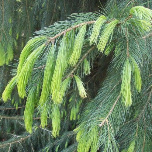 West Himalayan Spruce (Picea Morinda Smithiana) 15 seeds