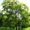 Spanish Cedar (Cedrela Odorata) 100 seeds