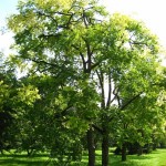 Spanish Cedar (Cedrela Odorata) 20 seeds