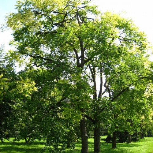 Spanish Cedar (Cedrela Odorata) 25 seeds