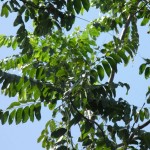 Spanish Cedar (Cedrela Odorata) 20 seeds