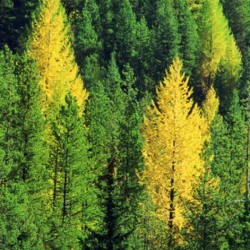 Western Larch (Larix Occidentalis) 30 seeds