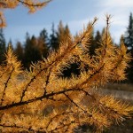 Western Larch (Larix Occidentalis) 30 seeds