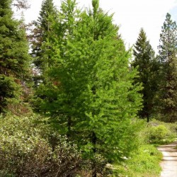 Western Larch (Larix Occidentalis) 15 seeds