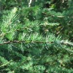 Western Larch (Larix Occidentalis) 15 seeds