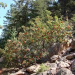 Western Mountain Ash (Sorbus Scopulina) 25 seeds