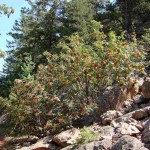 Western Mountain Ash (Sorbus Scopulina) 100 seeds