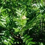 Western Mountain Ash (Sorbus Scopulina) 5 seeds