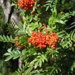 Western Mountain Ash (Sorbus Scopulina) 100 seeds