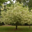 White Fringe tree (Chionanthus Virginicus) 10 seeds