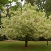 White Fringe tree (Chionanthus Virginicus) 20 seeds