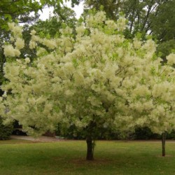 White Fringe tree (Chionanthus Virginicus) 3 seeds