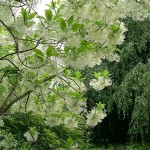 White Fringe tree (Chionanthus Virginicus) 5 seeds