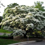 White Fringe tree (Chionanthus Virginicus) 5 seeds