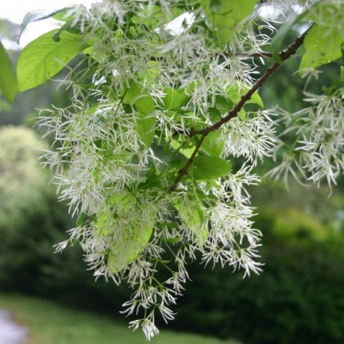 White Fringe tree (Chionanthus Virginicus) 5 seeds