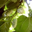 White Mulberry (Morus Alba) 500 seeds