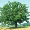 White Mulberry (Morus Alba) 100 seeds