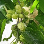 White Mulberry (Morus Alba) 500 seeds