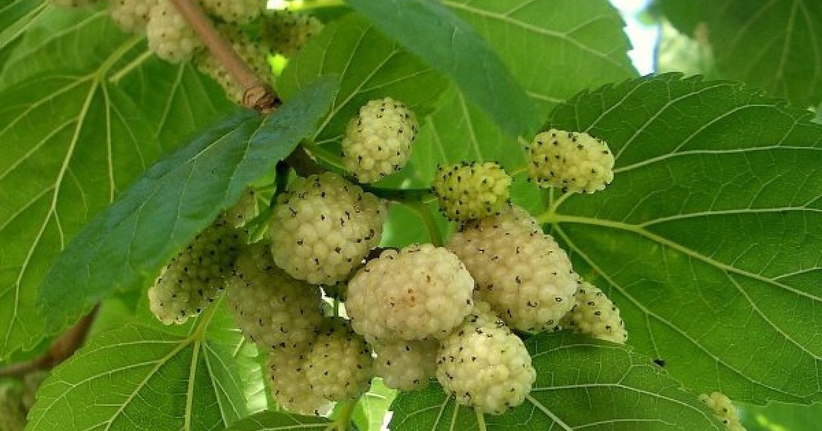 White Mulberry (Morus Alba) 50 seeds