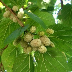 White Mulberry (Morus Alba) 100 seeds