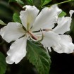 White Orchid Tree (Bauhinia Variegata alba) 10 seeds